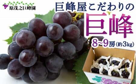 [先行予約] 原茂之巨峰園 巨峰屋こだわりの 8房から9房 (約3kg) [2026年8月下旬〜9月上旬より順次発送予定] 葡萄 ぶどう ブドウ きょほう 果物 くだもの フルーツ 果実 新鮮 フレッシュ ミネラル 朝採り発送 流川ブランド お取り寄せ 福岡県 うきは市 冷蔵