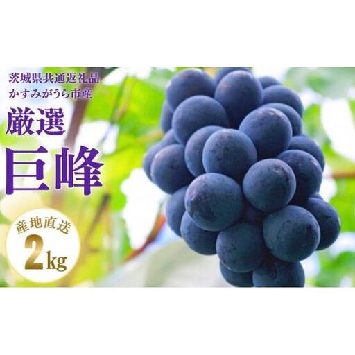 【2026年先行予約】 巨峰 2kg （茨城県共通返礼品・かすみがうら市産） ／ 巨峰 きょほう キョホウ 葡萄 ぶどう ブドウ フルーツ 果物 2kg