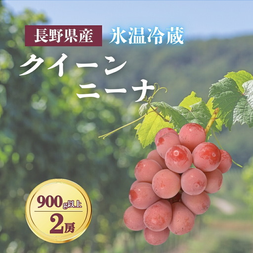 [2026年先行予約]氷温保存クイーンニーナ 900g以上(2房)|クイーンルージュR