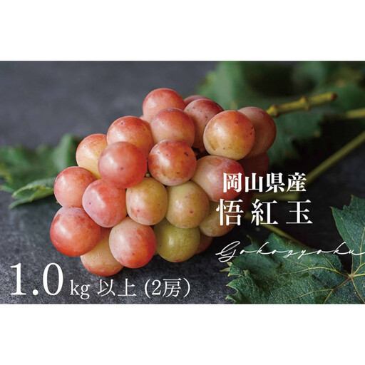 厳選 悟紅玉 旧ゴルビー 1.0kg 以上 2房 朝採れ ぶどう 葡萄  岡山 Kawahara Green Farm　2026年 | ぶどう