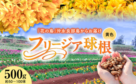 [ 先行受付 ] フリージア 球根 ( 黄色 ) 500g C076-001-01 花 植物