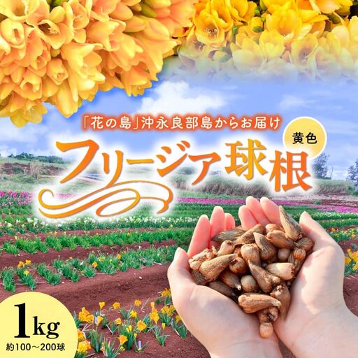 【 先行受付 】 フリージア 球根 （ 黄色 ） 1kg C076-001-02 花 植物