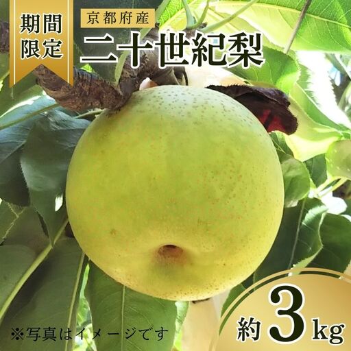 [先行予約 数量限定]梨 2026年度産 二十世紀梨 約3kg (7〜10玉入り) 梨