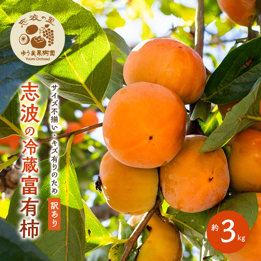 訳あり 志波の冷蔵富有柿 約3kg 柿 冷蔵 ※配送不可：離島