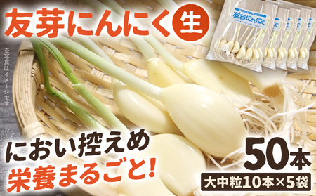 友芽にんにく 予約受付 生 50本 にんにく ガーリック ニンニク 国産 スプラウト 発芽 おつまみ 料理 栄養豊富 丸ごと 臭い におい ニオイ 福岡県 福岡 九州 グルメ お取り寄せ メール便(ポスト投函) [11月〜3月発送予定]