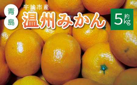 先行予約 みかん 青島 温州みかん 約5kg (30玉前後) 【2026年12月上旬から12月下旬発送予定】