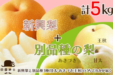 [先行予約]梨セット 5kg 新興と別品種|京丹後市 梨