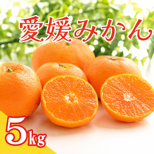 愛媛 みかん 5kg