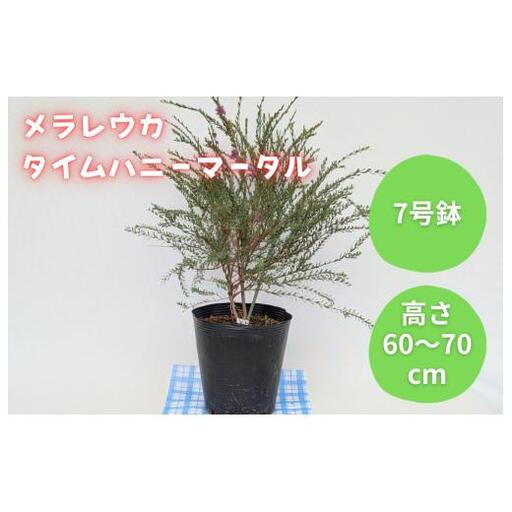 メラレウカ　タイムハニーマータル ／ メラレウカ タイムハニーマータル 植物 観葉植物 ハーブ 鉢植え
