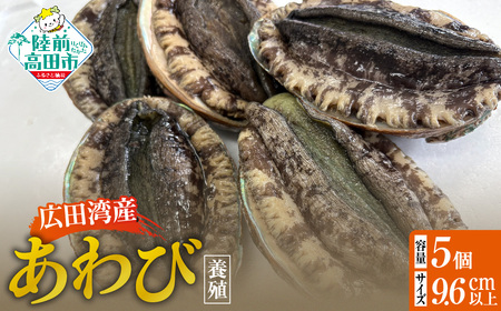 肉厚! 広田湾産 養殖あわび 5個セット (殻長 9.5cm〜) アワビ