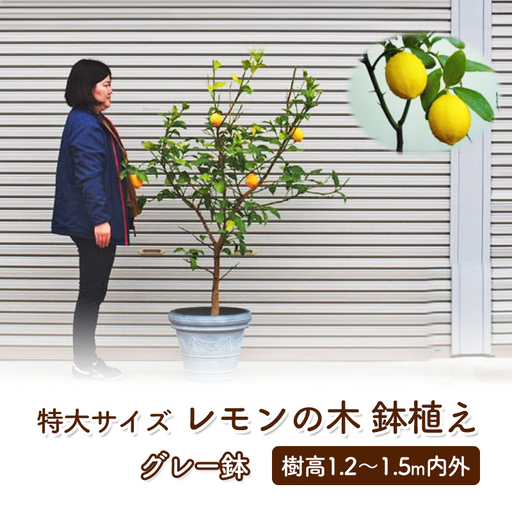 苗木 レモン 特大サイズ レモンの木 鉢植え グレー鉢 1個 苗木