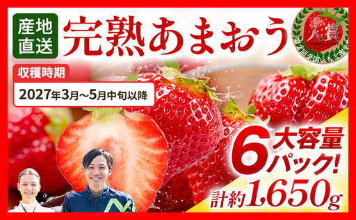 いちご あまおう 約275g×6P R9年3月～5月中旬順次発送 いちご