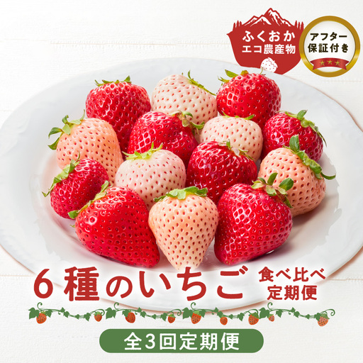 【定期便 3回】特別栽培 6種のいちごの食べ比べ 約540g×3回 _ 定期便 3回 特別栽培 6種 いちご 食べ比べ セット ふくおかエコ農産物 旬のいちご 新鮮 久留米市産 白いちご 淡雪 天使のいちご あまおう かおりの 紅ほっぺ すず 果物 おやつ デザート お取り寄せ フルーツ 福岡県 久留米市 送料無料  〔Tk049〕