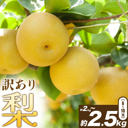 [先行予約]梨 訳あり梨 約2kg-2.5kg(6-10玉) [2026年8月下旬-10月下旬頃出荷] 株式会社Foody's なし 和梨 フルーツ 果物 ご家庭用 不揃い キズあり 菊池市産 熊本県産 九州産