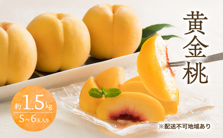 桃 2026年 先行予約 黄金桃 1.5kg 5〜6玉 桃