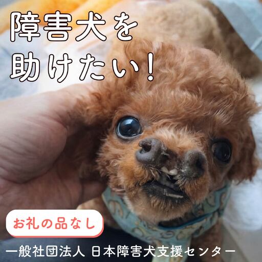 [返礼品なし] 障害犬 保護犬の支援 保護犬