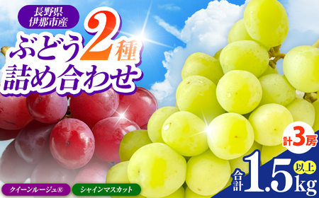 信州伊那産ぶどう２種詰合せセット（1.5kg以上）シャインマスカット　クイーンルージュ(R)｜ぶどう ぶどう詰合せ 葡萄 セット ぶどう食べ比べ 2種セット シャインマスカット クイーンルージュ 種なし ぶどう高級 フルーツ ギフト フルーツ 旬のフルーツ 伊那市 長野県産 【017-22】