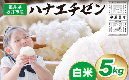 先行予約 【令和8年産・新米】 坂井市産 ハナエチゼン 白米 5kg (中瀬農産) 2026年10月以降順次発送予定 精米 おこめ [A-20505]