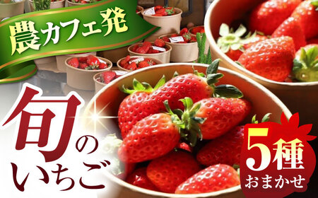 発送月が選べる いちご 5品種 おまかせ 食べ比べセット 農 × カフェ 旬のフルーツ 亀山市 / TSUMUGI舎[AMCF001]