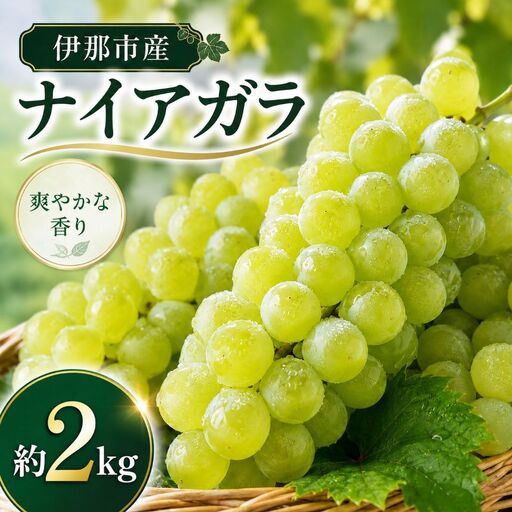 葡萄 伊那市産 ぶどう ナイアガラ 約2kg 2026年産 先行予約 長野県 伊那市[011-97]