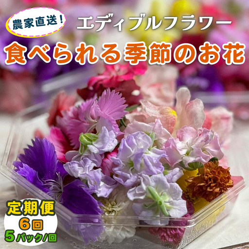 [定期便6回] 農家直送！加藤さんちのエディブルフラワー 5パック (1パックあたり季節のお花15輪から30輪) [0772]
