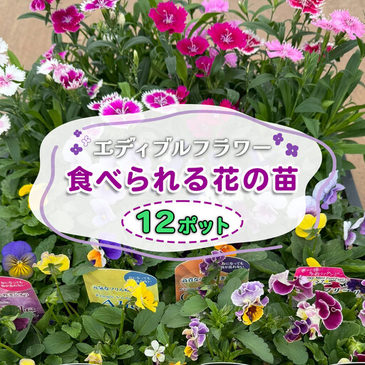 農家直送！加藤さんちのエディブルフラワー 12ポット [0775]