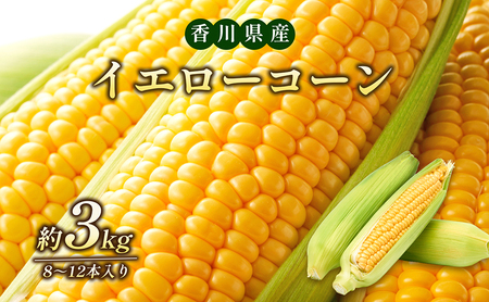 とうもろこし イエローコーン 大粒 とうもろこし[約3kg 8〜12本] 
