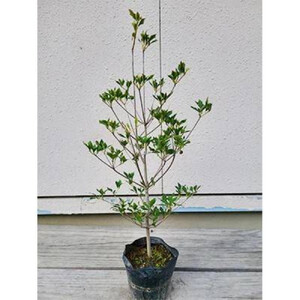 ドウダンツツジ 樹高約40～50cm 15cmポット取扱説明書付き