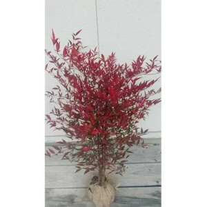 紅葉が美しい！縁起木！南天 樹高約80cm～1m 取扱説明書付き