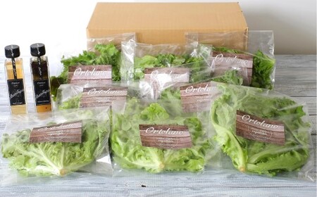 【Ortolano】ファーストクラスのサラダ＆ドレッシングセット B サラダ ドレッシング 詰め合わせ セット 野菜 岡山県 倉敷市