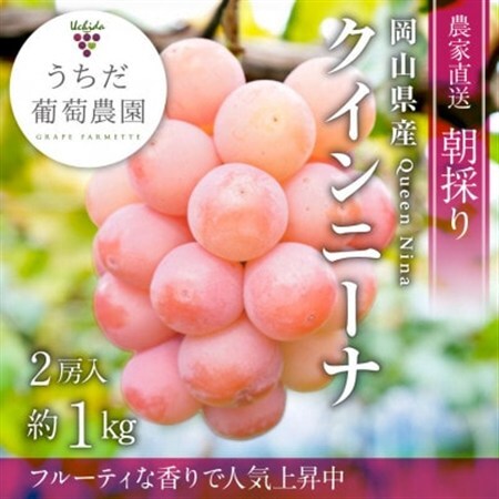 【2027年発送】朝採りクイーンニーナ2房入(約1kg)【配送不可地域：離島】【1576194】