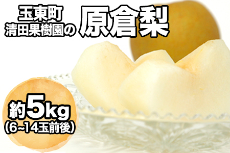 【日付指定不可】『清田果樹園』の原倉梨 期間限定 予約受付中 たっぷり約5kg 6-14玉前後《9月上旬-10月上旬頃出荷》 果汁あふれるシャキシャキ食感！新高梨 新興梨 あきづき 豊水梨 熊本県玉名郡玉東町『 