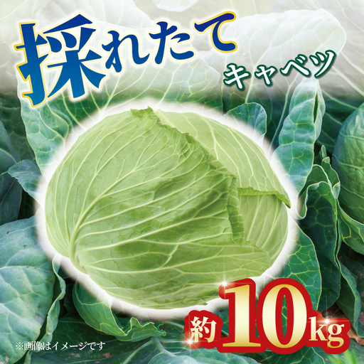 キャベツ 約10kg 4玉 〜 8玉 キャベツ