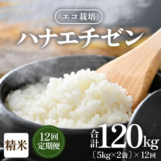 【先行予約】【令和8年産 新米】【一等米】 定期便≪12ヶ月連続お届け≫エコ栽培ハナエチゼン 精米 10kg×12回（計120kg） ／ 鮮度抜群 福井県産 はなえちぜん ご飯 新鮮 白米 ※2026年9月上旬以降順次発送予定 [aw063-n006]