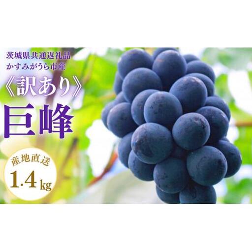 《訳あり》巨峰　1.4kg（茨城県共通返礼品・かすみがうら市産） ／ 巨峰 きょほう キョホウ 葡萄 ぶどう ブドウ 果物 くだもの フルーツ 訳あり 訳アリ 規格外 家庭用 1.4kg 産地直送 産直 茨城県 利根町