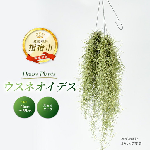 観葉植物 ウスネオイデス 45cm〜55cm JAいぶすき IB165-019 観葉植物 観葉植物