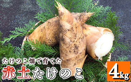 [先行受付]たけのこ畑で育てた赤土たけのこ 4kg予約 [3月下旬-4月末頃出荷]熊本県 南関町産 春 筍