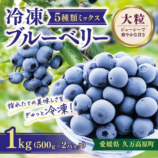 冷凍 ブルーベリー 大粒 1kg (500g×2パック) 5種類ミックス | 国産 愛媛県 久万高原町 農園直送 栽培期間中 農薬不使用 果実 フルーツ 果物 くだもの 朝食 ヨーグルト スムージー ビタミンC 食物繊維 長期保存 ※2026年8月上旬頃より順次発送予定