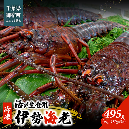 活〆生食用伊勢海老（冷凍）４９５ｇ（１５０～１８０ｇ）×３匹 /  ONJB002　伊勢海老　海老　イセエビ　生食用 