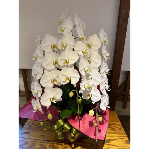 品質抜群　胡蝶蘭3本立て
