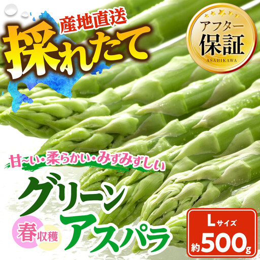 春収穫グリーンアスパラLサイズ 約500g(2027年6月上旬から発送開始)| アスパラ 北海道_05529