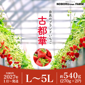 [先行予約]のぼるちゃんファームの古都華 いちご 約540g(270g×2パック) idm001[2027年1〜4月発送]