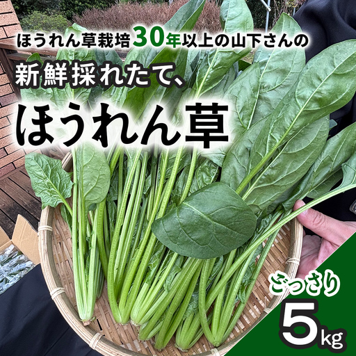 ほうれん草！どっさり 5kg 【栽培30年以上の山下さんの新鮮採れたてほうれん草】　SMCX001 