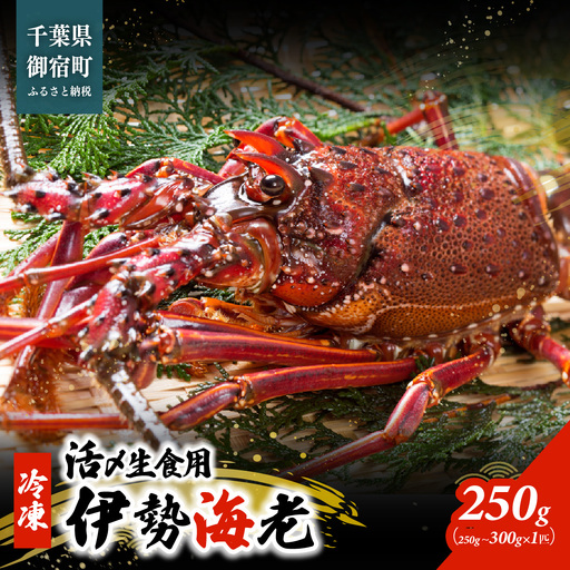 活〆生食用伊勢海老(冷凍)250g(250〜300g)×1匹 / ONJB003 伊勢海老 海老 イセエビ 生食用