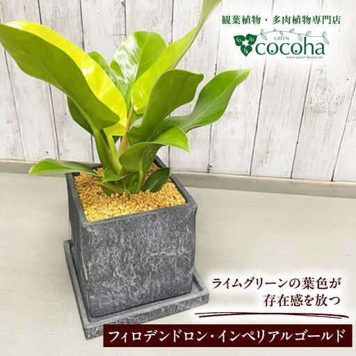 鮮やかなイエローグリーンが美しい 『フィロデンドロン・インペリアルゴールド』 グレースクエアポット付 糸島市 / cocoha 観葉植物 グリーン 緑 インテリア[AWB044]