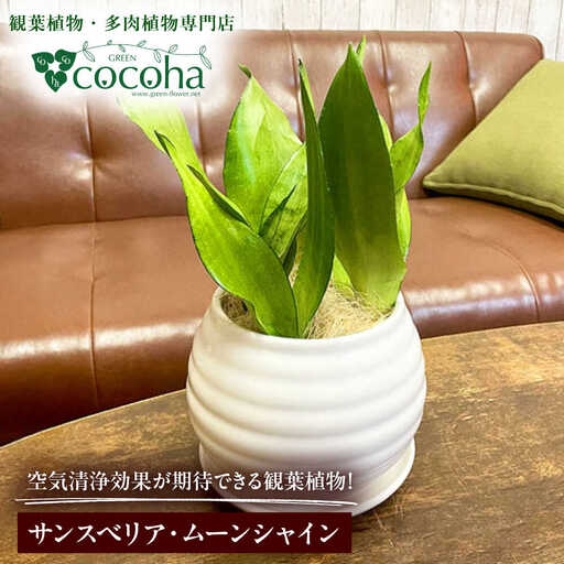マイナスイオン発生植物!シルバーリーフ 『サンスベリア・ムーンシャイン』 ボーダーボールポット付 糸島市 / cocoha 観葉植物 グリーン 緑 インテリア