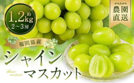 シャインマスカット 農園直送｜収穫当日発送・アフター保証 1.2kg｜【2026年9月上旬～10月上旬】福岡県産 フルーツ ぶどう