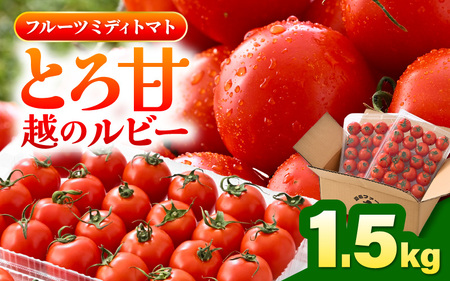 先行予約 とろ甘 越のルビー 1.5kg 高糖度ミディトマト とまと ブランドトマト 2026年10月上旬以降発送 [A-21702]
