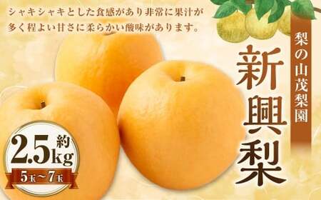 [先行予約] 梨の山茂梨園 新興梨 5玉から7玉(約2.5kg)[2026年10月上旬〜11月上旬発送予定] 梨 なし ナシ 果物 くだもの フルーツ 果実 果汁 5玉 7玉