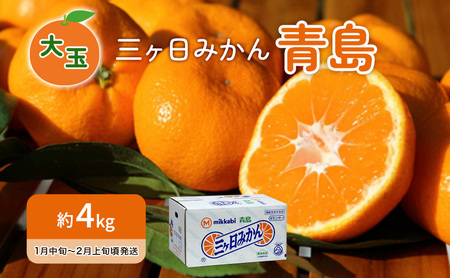 みかん 青島 大玉 4kg 蜜柑 ミカン 果物 みかん